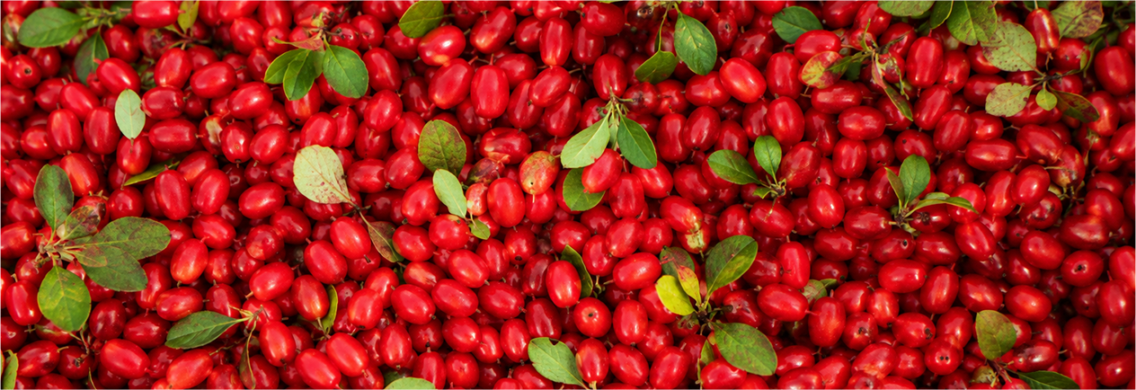 طراحی بسته بندی زرشک | کانون تبلیغات خراسان